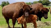 Bisontes americanos resisten la extinción en Monterrey