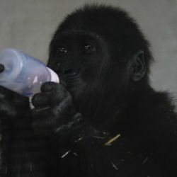 Gorila bebé rescatado de bodega de avión se recupera en zoológico de Estambul