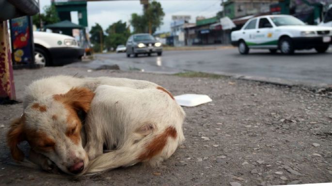 SCJN declaró que los delitos de maltrato y crueldad animal en la CDMX son constitucionales