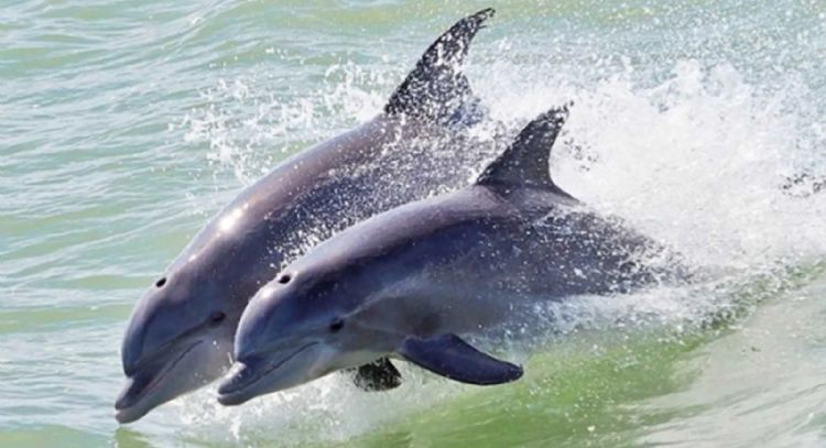 Diputados aprueban la reforma que prohíbe el uso de animales marinos en espectáculos