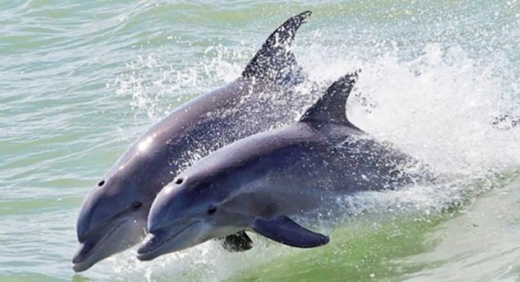 Senado aprueba reforma para prohibir uso de animales marinos en espectáculos