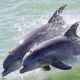 Diputados aprueban la reforma que prohíbe el uso de animales marinos en espectáculos