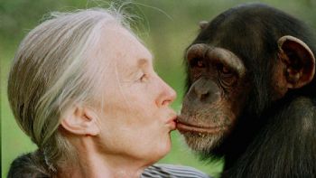 Fallece Jane Goodall, la reconocida conservacionista e investigadora de chimpancés