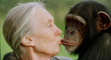 Fallece Jane Goodall, la reconocida conservacionista e investigadora de chimpancés