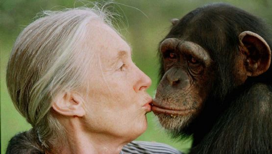 Fallece Jane Goodall, la reconocida conservacionista e investigadora de chimpancés