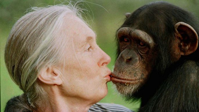 Fallece Jane Goodall, la reconocida conservacionista e investigadora de chimpancés