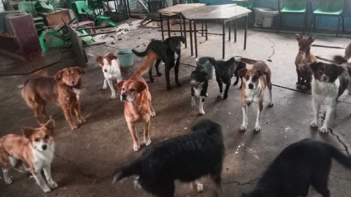 Detienen a directora y conserje de escuela por ataque de jauría a una mujer y dos niños