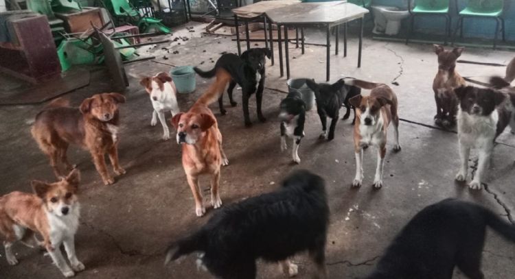 Detienen a directora y conserje de escuela por ataque de jauría a una mujer y dos niños