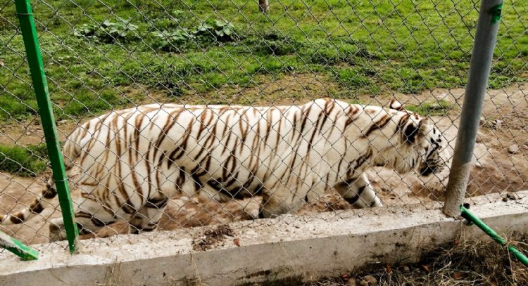 Hallan muerto al tigre de Bengala que escapó del Parque Animalia de Xicotepec