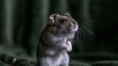 Foto ilustrativa de la nota titulada: ClayRat, el "spyware" para Android que se hace pasar por WhatsApp, Google Fotos, TikTok y YouTube