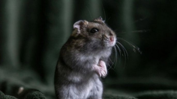 ClayRat, el "spyware" para Android que se hace pasar por WhatsApp, Google Fotos, TikTok y YouTube