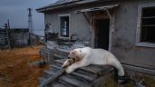 Foto ilustrativa de la nota titulada: Osos polares se apropian de una estación de investigación rusa abandonada (fotogalería)