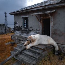Osos polares se apropian de una estación de investigación rusa abandonada (fotogalería)