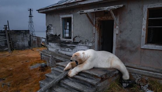 Osos polares se apropian de una estación de investigación rusa abandonada (fotogalería)