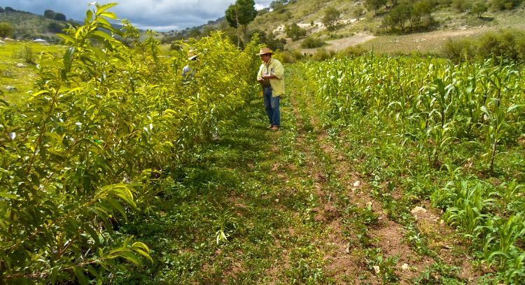 Casi 100 organizaciones demandan fortalecer el presupuesto ambiental 2026
