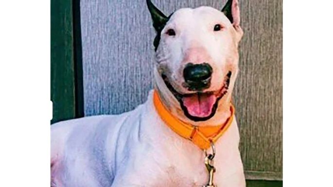 Retiran cargos contra hombre de Florida que abandonó a su perro antes de la llegada de un huracán
