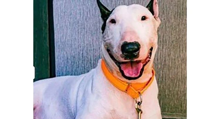 Retiran cargos contra hombre de Florida que abandonó a su perro antes de la llegada de un huracán