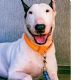 Retiran cargos contra hombre de Florida que abandonó a su perro antes de la llegada de un huracán