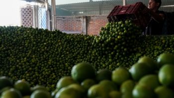 El crimen entronizado en Michoacán... y en el país