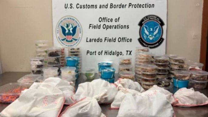 Incautan más de 160 reptiles y artrópodos a conductor en puente fronterizo Anzaldúas a Reynosa