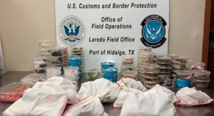 Incautan más de 160 reptiles y artrópodos a conductor en puente fronterizo Anzaldúas a Reynosa