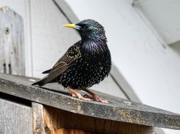 Sturnus, el troyano bancario para Android que elude el cifrado de WhatsApp y Telegram