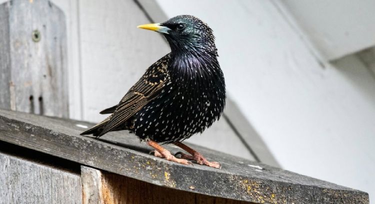 Sturnus, el troyano bancario para Android que elude el cifrado de WhatsApp y Telegram