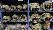 Foto ilustrativa de la nota titulada: Empeora el tráfico mundial de tigres; se incautan 9 grandes felinos por mes
