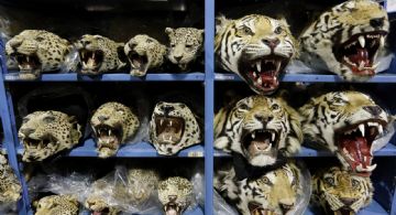 Empeora el tráfico mundial de tigres; se incautan 9 grandes felinos por mes