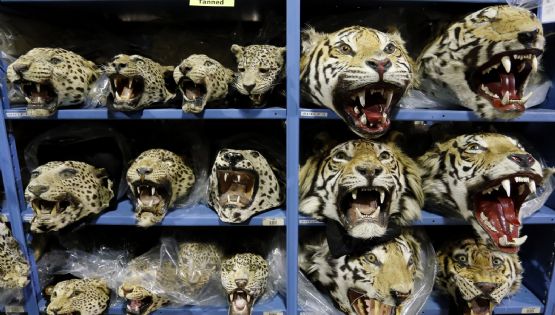 Empeora el tráfico mundial de tigres; se incautan 9 grandes felinos por mes