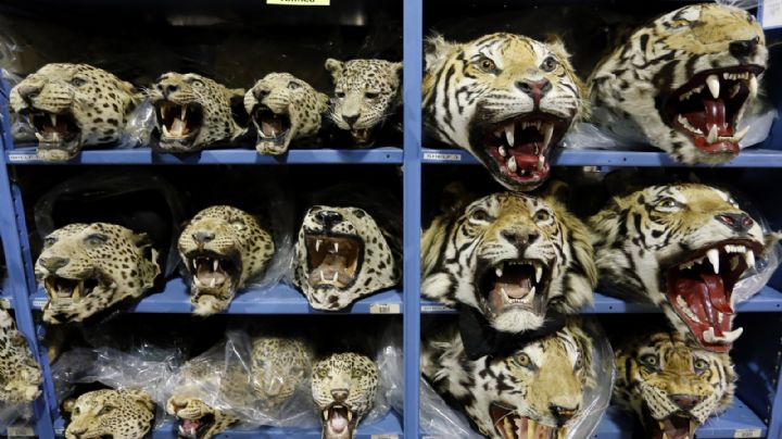 Empeora el tráfico mundial de tigres; se incautan 9 grandes felinos por mes