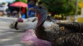 Foto ilustrativa de la nota titulada: El consumo de pavo crece en México por esta razón