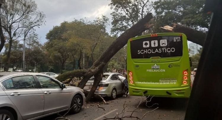 Cae árbol de 12 metros sobre vehículos en circulación en Paseo de la Reforma