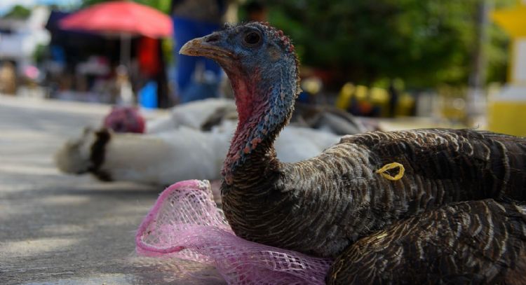 El consumo de pavo crece en México por esta razón
