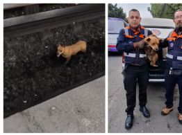 Perro provoca retraso de dos horas en Línea 2 del Metro