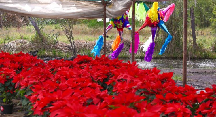 Brugada da banderazo a venta de flor de Nochebuena en CDMX