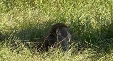 Tres monos de laboratorio infectados con COVID-19 escapan tras accidente en EU; uno sigue suelto