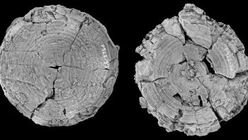 Antes del megalodón: investigadores dicen que un tiburón dominaba antiguos mares australianos