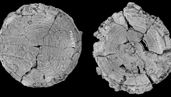 Antes del megalodón: investigadores dicen que un tiburón dominaba antiguos mares australianos