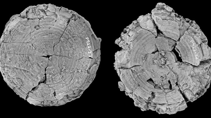 Antes del megalodón: investigadores dicen que un tiburón dominaba antiguos mares australianos