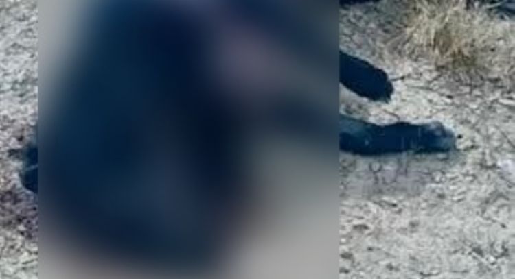 Denuncian que policías de Juchipila, Zacatecas, matan a balazos al menos a cuatro perros