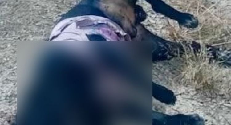 Denuncian que policías de Juchipila, Zacatecas, matan a balazos al menos a cuatro perros