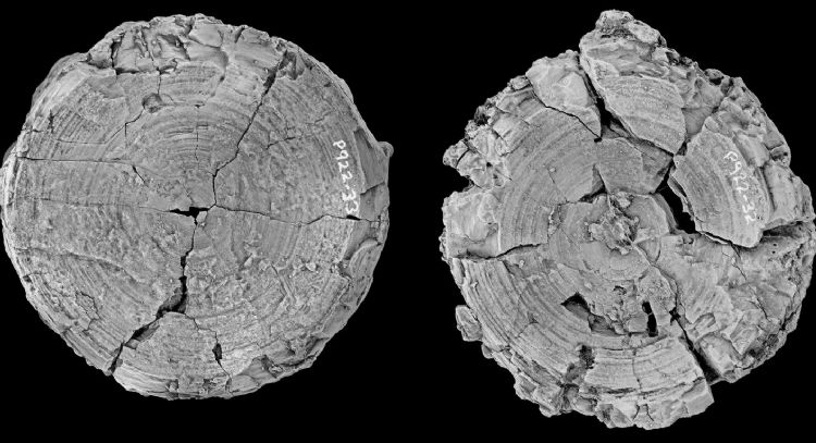 Antes del megalodón: investigadores dicen que un tiburón dominaba antiguos mares australianos