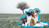 Foto ilustrativa de la nota titulada: Frío y mascotas: medidas preventivas recomendadas por autoridades y expertos