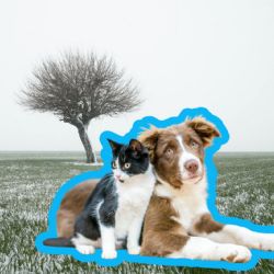 Frío y mascotas: medidas preventivas recomendadas por autoridades y expertos