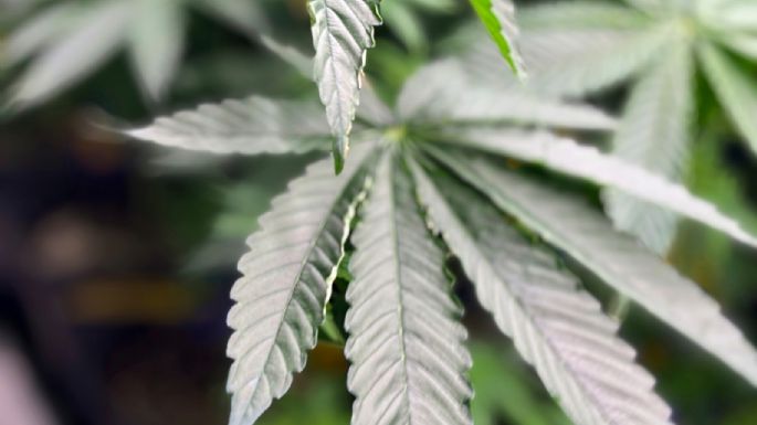 Trump firma una orden para relajar las restricciones contra la mariguana medicinal