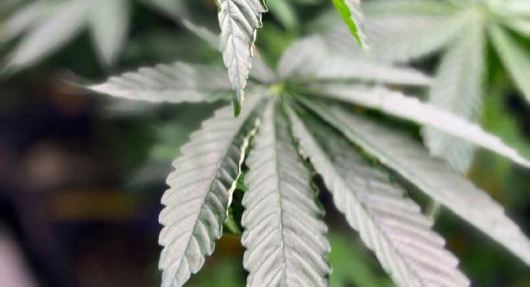 Trump firma una orden para relajar las restricciones contra la mariguana medicinal