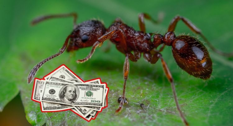 Tráfico de hormigas exóticas: por qué se venden y qué pasó con los jóvenes sentenciados