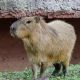 Muere capibara durante su etapa de adaptación en zoológico de Tamaulipas