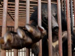 Corea del Sur pondrá fin a la cría de osos y a la extracción de su bilis